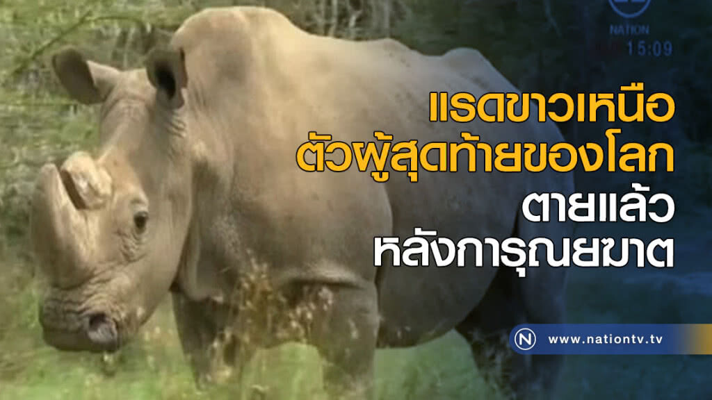 แรดขาวเหนือ ตัวผู้สุดท้ายของโลกตายแล้ว หลังการุณยฆาตเพื่อให้พ้นทรมาน แรดขาวเหนือ ตัวผู้สุดท้ายของโลกตายแล้ว หลังการุณยฆาตเพื่อให้พ้นทรมาน