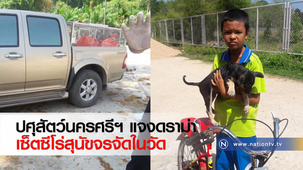 ปศุสัตว์นครศรีฯ แจงดราม่าเซ็ตซีโร่สุนัขจรจัดในวัด