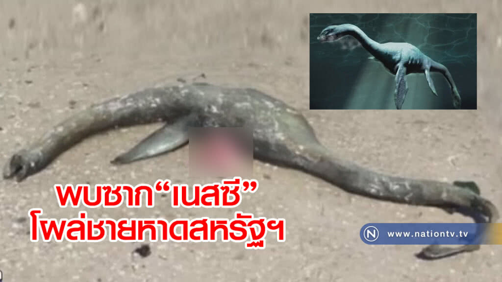 ฮือฮา! พบซากเนสซีโผล่ชายหาดสหรัฐฯ