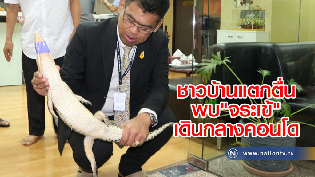 ชาวบ้านแตกตื่น
พบ"จระเข้"เดินกลางคอนโด