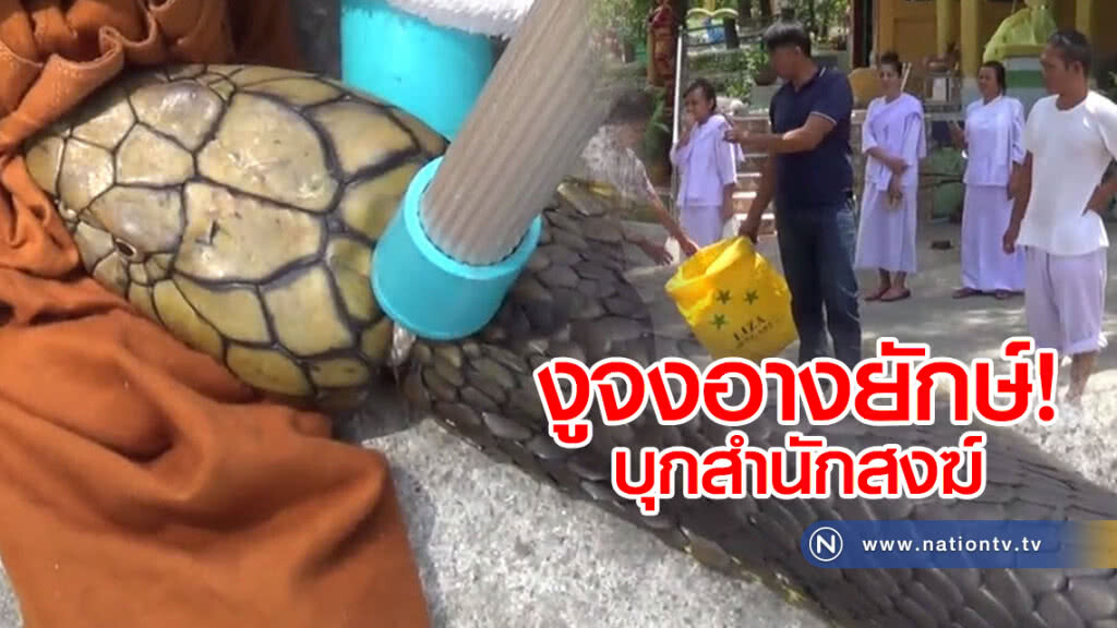 พบ"งูจงอาง"คาดใหญ่ที่สุดในรอบ 50 ปี พบ"งูจงอาง"คาดใหญ่ที่สุดในรอบ 50 ปี