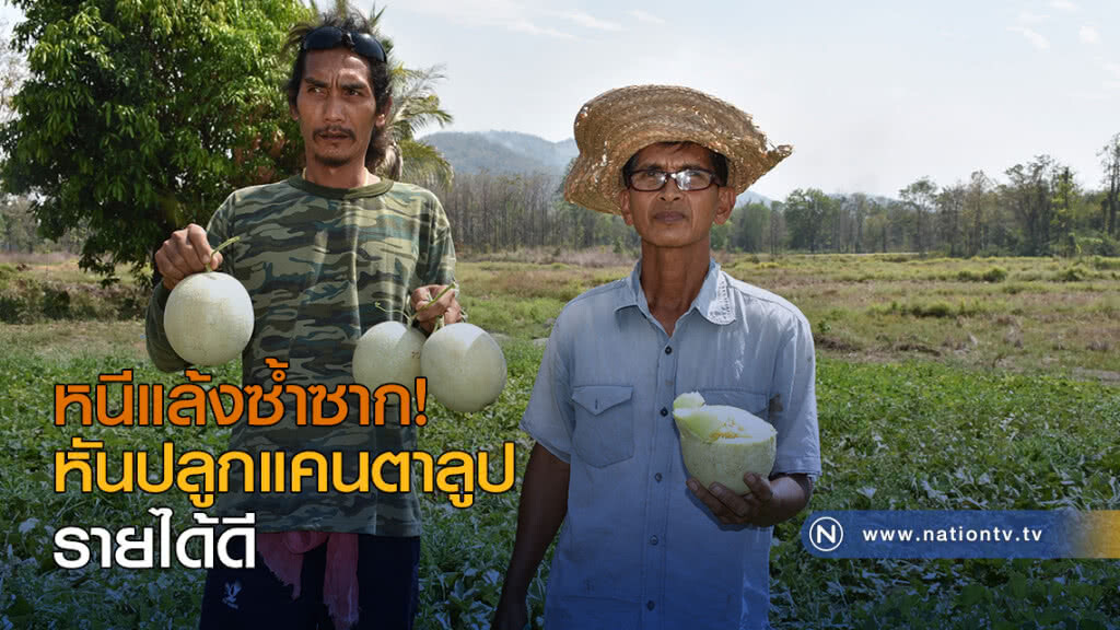 หนีแล้งซ้ำซาก! หันปลูกแคนตาลูป รายได้ดี หนีแล้งซ้ำซาก! หันปลูกแคนตาลูป รายได้ดี
