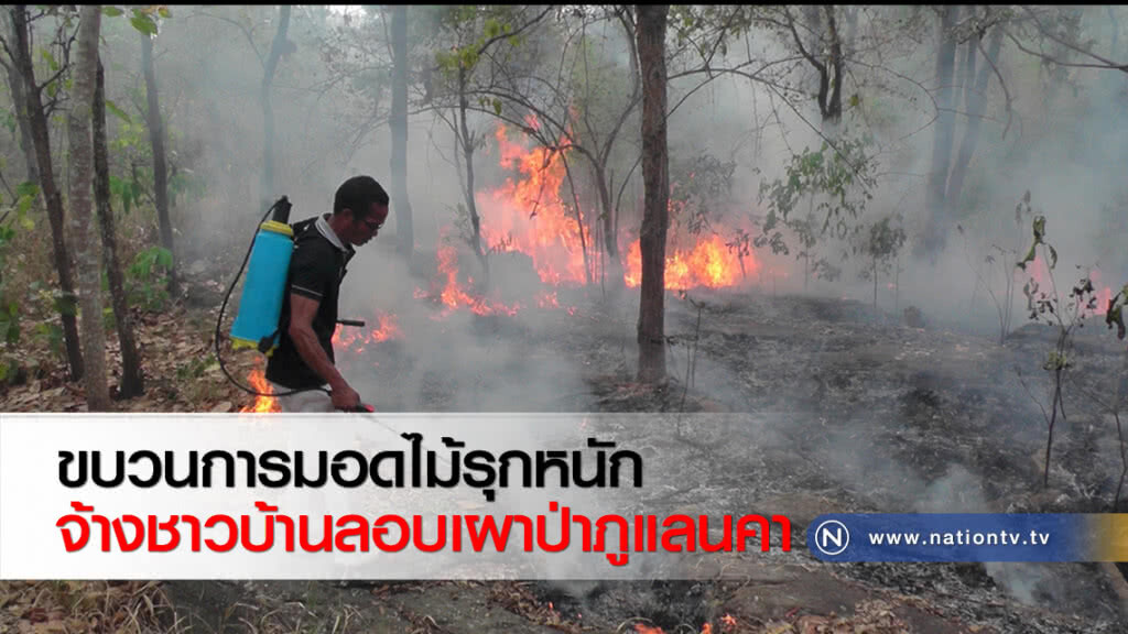 ขบวนการมอดไม้รุกหนักจ้างชาวบ้านลอบเผาป่าภูแลนคา