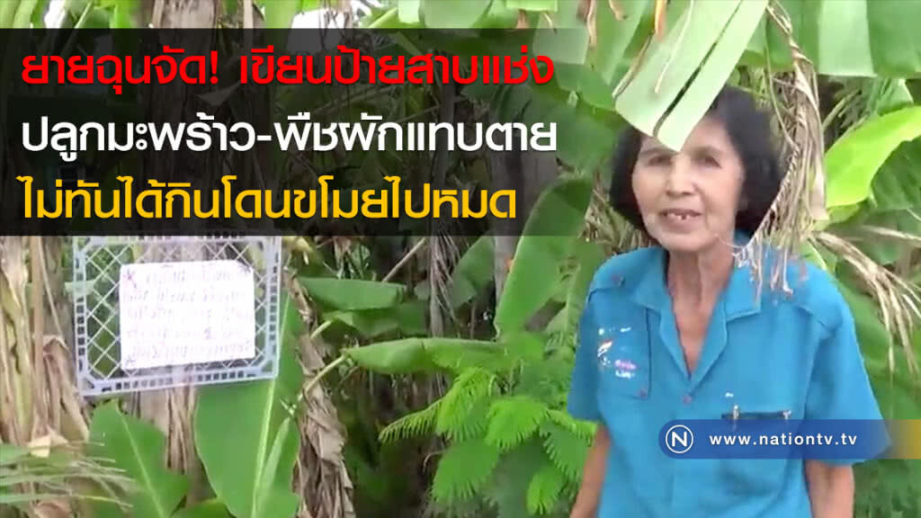 ยายฉุนจัด! เขียนป้ายสาบแช่ง ปลูกมะพร้าว-พืชผักแทบตาย ไม่ทันได้กินโดนขโมยไปหมด ยายฉุนจัด! เขียนป้ายสาบแช่ง ปลูกมะพร้าว-พืชผักแทบตาย ไม่ทันได้กินโดนขโมยไปหมด