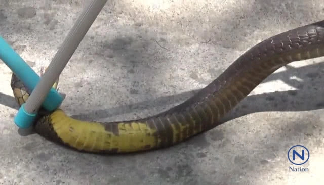 พบ"งูจงอาง"คาดใหญ่ที่สุดในรอบ 50 ปี