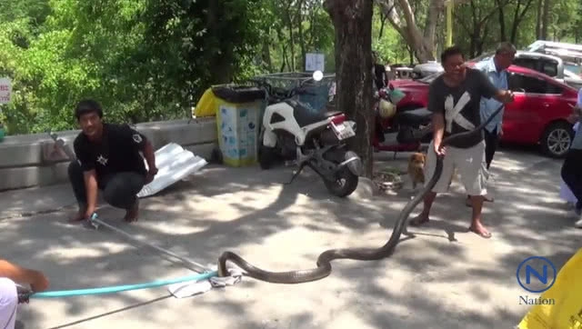 พบ"งูจงอาง"คาดใหญ่ที่สุดในรอบ 50 ปี