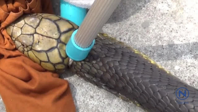 พบ"งูจงอาง"คาดใหญ่ที่สุดในรอบ 50 ปี