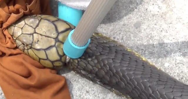 ชลบุรีพบงูจงอางใหญ่ที่สุดในรอบ 50 ปี ยาวกว่า 5 เมตร บุกสำนักสงฆ์ท่ามกลางนักปฏิบัติธรรม