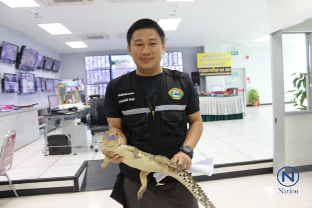 ชาวบ้านแตกตื่น
พบ"จระเข้"เดินกลางคอนโด