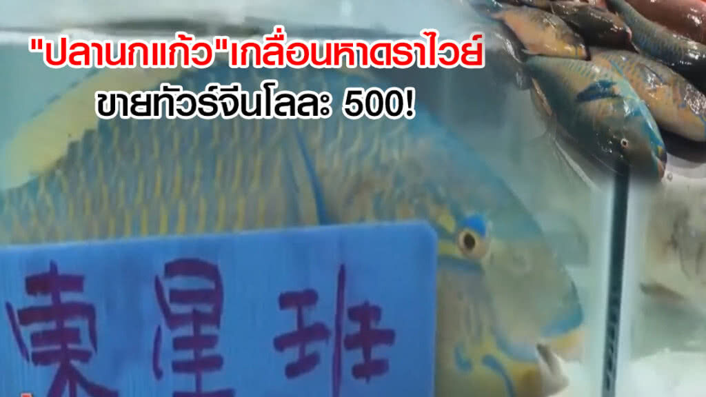 "ปลานกแก้ว" เกลื่อนหาดราไวย์ ขายทัวร์จีนโลละ 500!