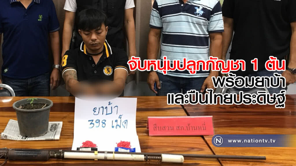 จับหนุ่มปลูกกัญชา 1 ต้นพร้อมยาบ้าและปืนไทยประดิษฐ์ จับหนุ่มปลูกกัญชา 1 ต้นพร้อมยาบ้าและปืนไทยประดิษฐ์