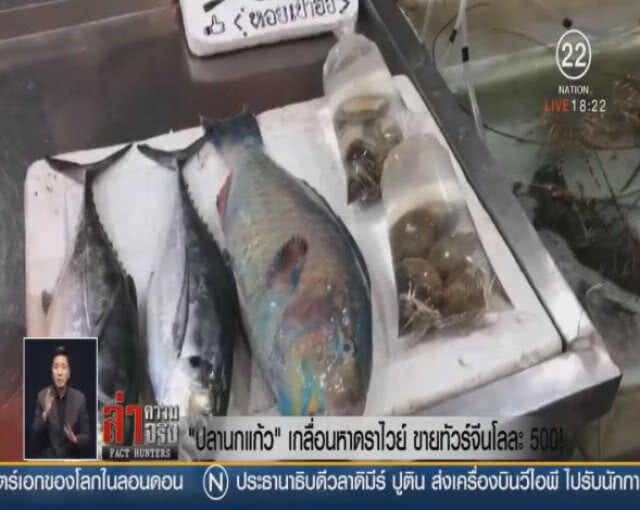 "ปลานกแก้ว" เกลื่อนหาดราไวย์ ขายทัวร์จีนโลละ 500!