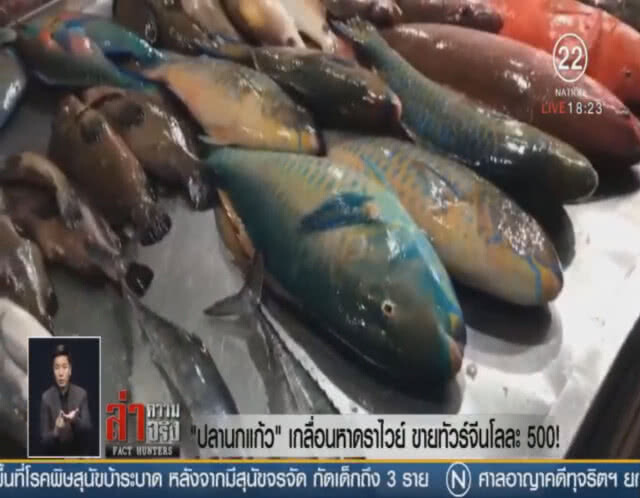 "ปลานกแก้ว" เกลื่อนหาดราไวย์ ขายทัวร์จีนโลละ 500!