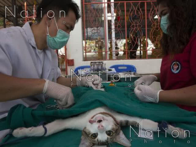 จับตา!! ทุจริตวัคซีนโรคพิษสุนัขบ้า สุดท้ายใครรับผิดชอบ?