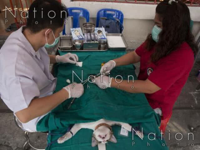 จับตา!! ทุจริตวัคซีนโรคพิษสุนัขบ้า สุดท้ายใครรับผิดชอบ?