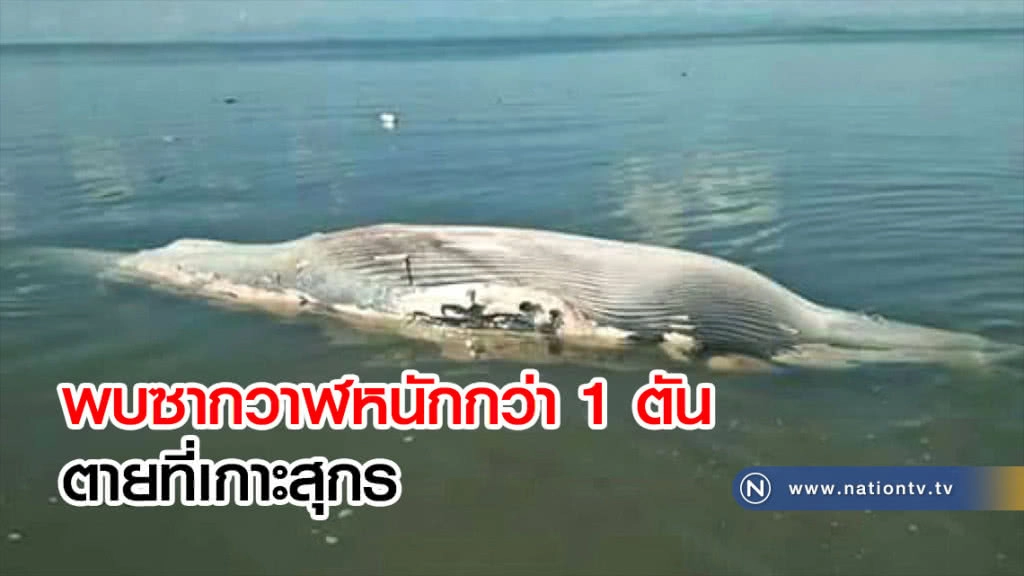 พบซากวาฬหนักกว่า 1 ตันตายที่เกาะสุกร พบซากวาฬหนักกว่า 1 ตันตายที่เกาะสุกร