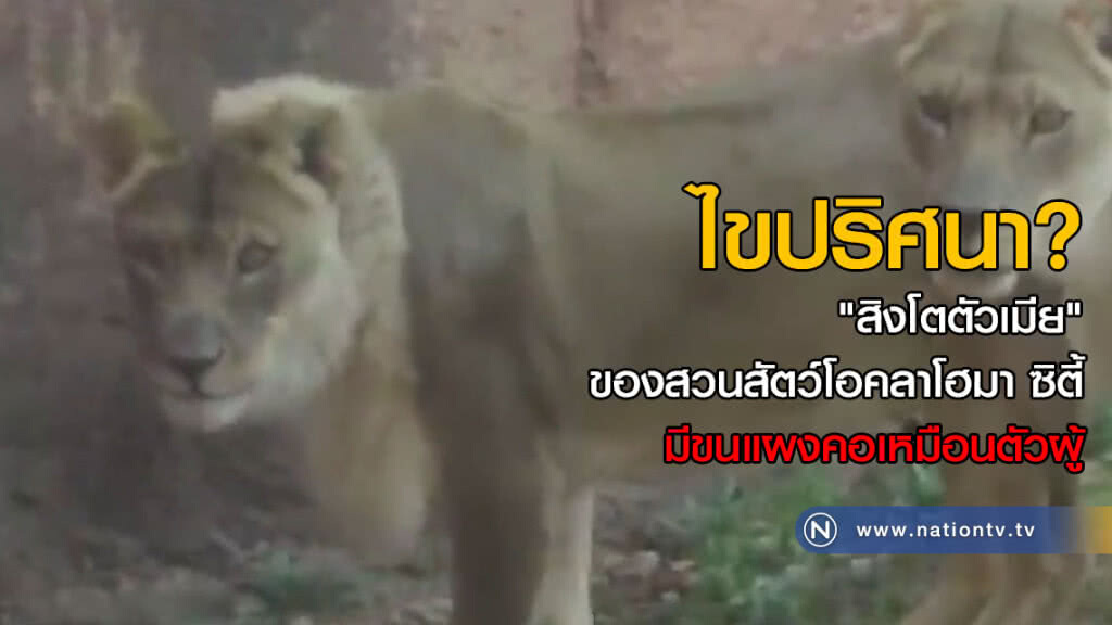 ไขปริศนา? "สิงโตตัวเมีย" ของสวนสัตว์โอคลาโฮมา ซิตี้ มีขนแผงคอเหมือนตัวผู้ ไขปริศนา? "สิงโตตัวเมีย" ของสวนสัตว์โอคลาโฮมา ซิตี้ มีขนแผงคอเหมือนตัวผู้