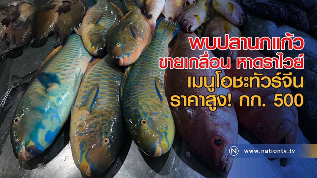 พบปลานกแก้ว ขายเกลื่อน หาดราไวย์ เมนูโอชะทัวร์จีน ราคาสูง! กก. 500