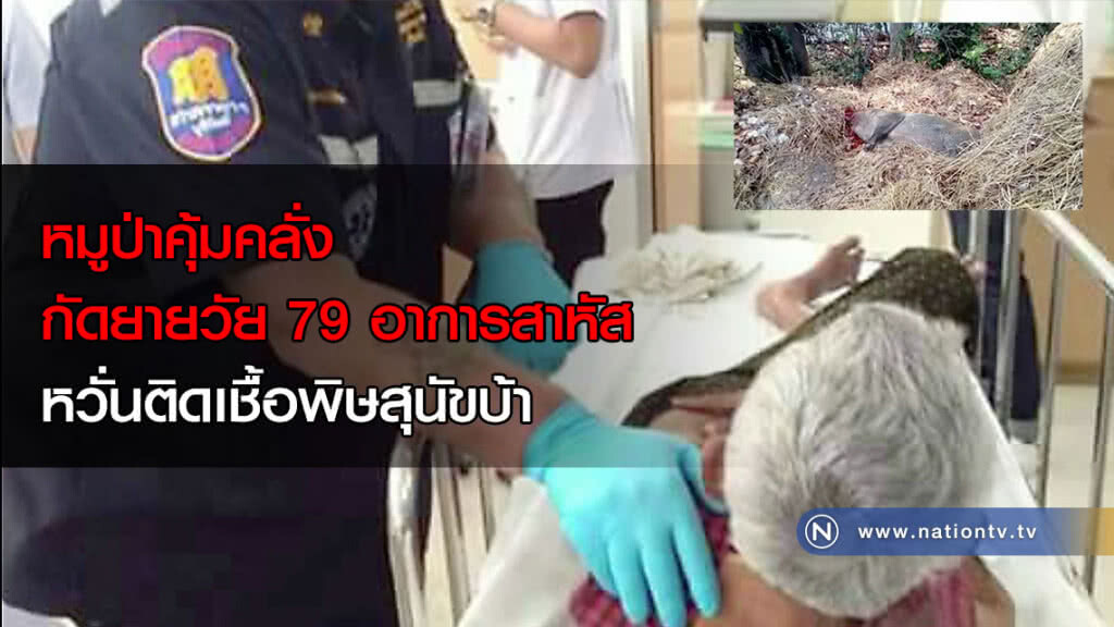 หมูป่าคุ้มคลั่งกัดยายวัย 79 อาการสาหัสหวั่นติดเชื้อพิษสุนัขบ้า