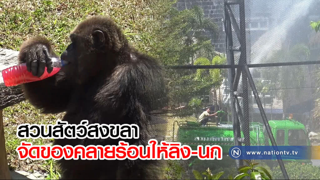 สวนสัตว์สงขลาจัดของคลายร้อนให้ลิง-นก สวนสัตว์สงขลาจัดของคลายร้อนให้ลิง-นก