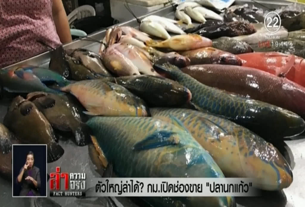 ตัวใหญ่ล่าได้? กม.เปิดช่องขาย "ปลานกแก้ว"