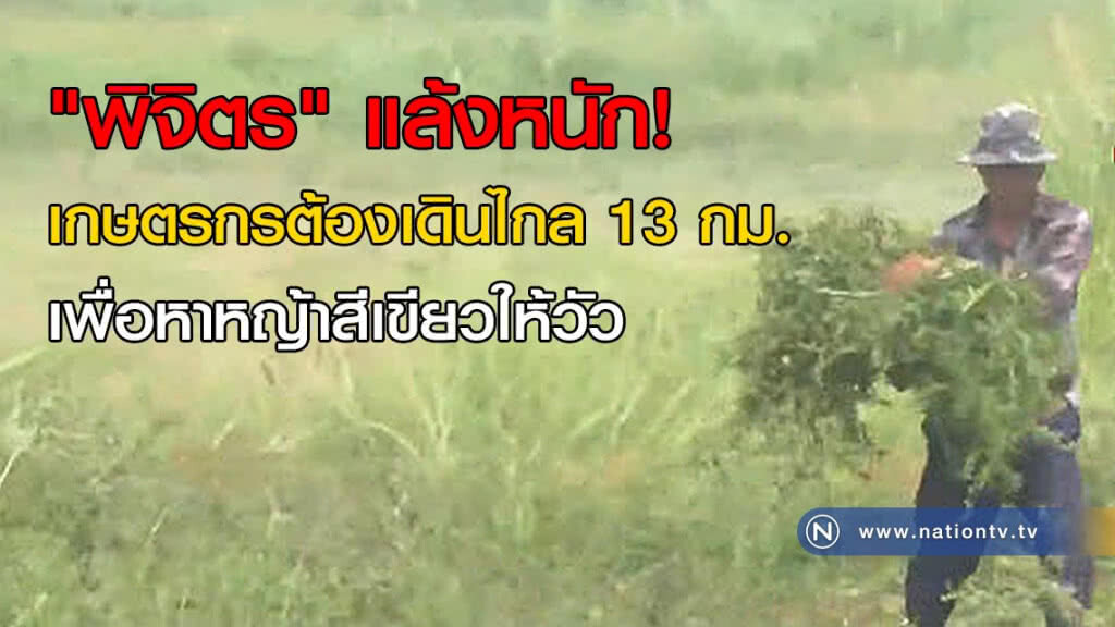 "พิจิตร" แล้งหนัก! เกษตรกรต้องเดินไกล 13 กม.เพื่อหาหญ้าสีเขียวให้วัว "พิจิตร" แล้งหนัก! เกษตรกรต้องเดินไกล 13 กม.เพื่อหาหญ้าสีเขียวให้วัว