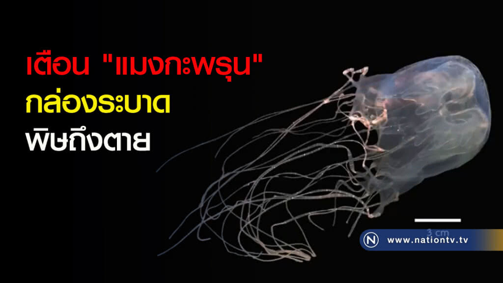 เตือน "แมงกะพรุน" กล่องระบาด พิษถึงตาย