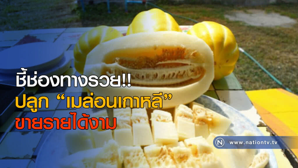ชี้ช่องทางรวย!! ปลูก "เมล่อนเกาหลี" ขายรายได้งาม ชี้ช่องทางรวย!! ปลูก "เมล่อนเกาหลี" ขายรายได้งาม