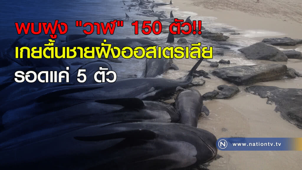 พบฝูง "วาฬ" 150 ตัว!! เกยตื้นชายฝั่งออสเตรเลีย รอดแค่ 5 ตัว พบฝูง "วาฬ" 150 ตัว!! เกยตื้นชายฝั่งออสเตรเลีย รอดแค่ 5 ตัว
