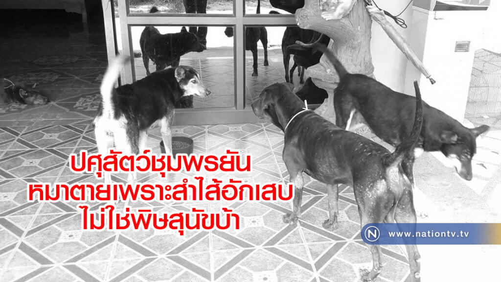 ปศุสัตว์ชุมพรยัน
หมาตายเพราะสำไส้อักเสบ
ไม่ใช่พิษสุนัขบ้า