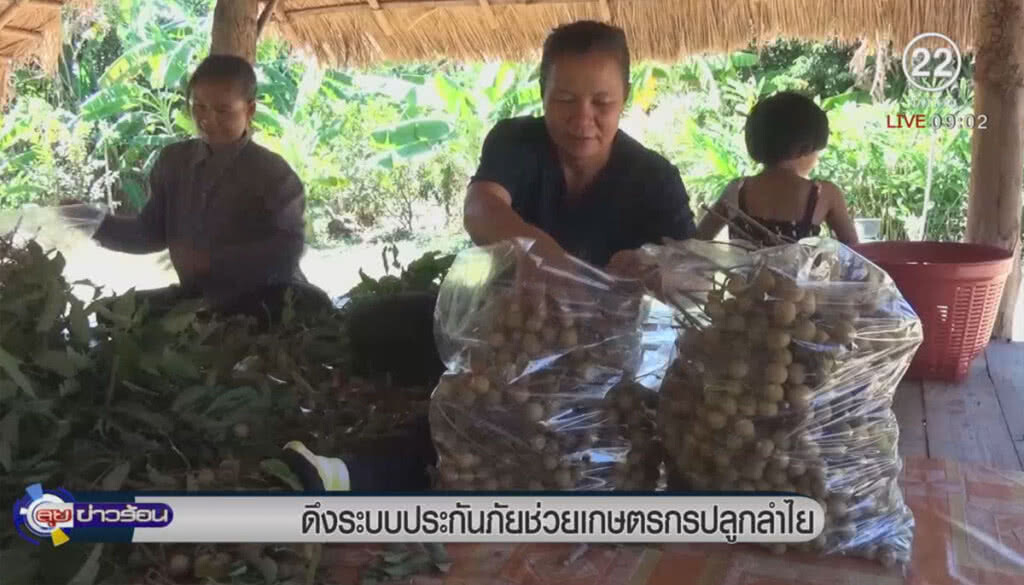 ดึงระบบประกันภัย ช่วยเกษตรกรปลูกลำไย ดึงระบบประกันภัย ช่วยเกษตรกรปลูกลำไย