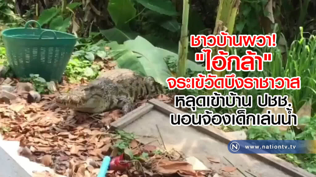 ชาวบ้านผวา!
"ไอ้กล้า"จระเข้วัดบึงราชาวาส
หลุดเข้าบ้าน ปชช.
นอนจ้องเด็กเล่นน้ำ