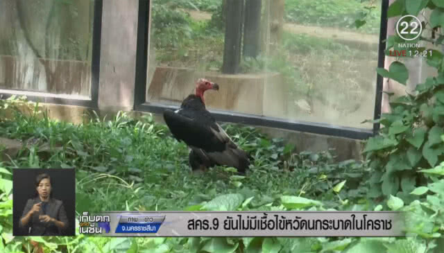 สคร.9 ยันไม่มีเชื้อไข้หวัดนกระบาดในโคราช