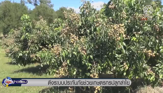ดึงระบบประกันภัย ช่วยเกษตรกรปลูกลำไย