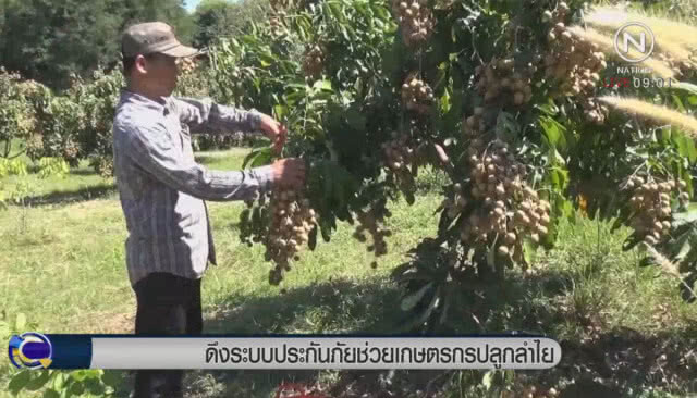 ดึงระบบประกันภัย ช่วยเกษตรกรปลูกลำไย