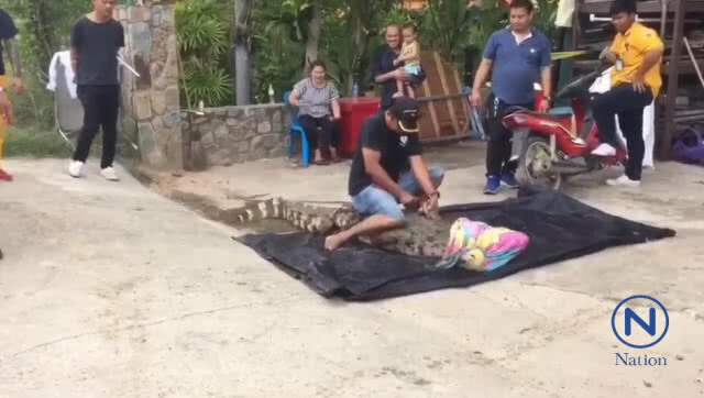 ชาวบ้านผวา!
"ไอ้กล้า"จระเข้วัดบึงราชาวาส
หลุดเข้าบ้าน ปชช.
นอนจ้องเด็กเล่นน้ำ