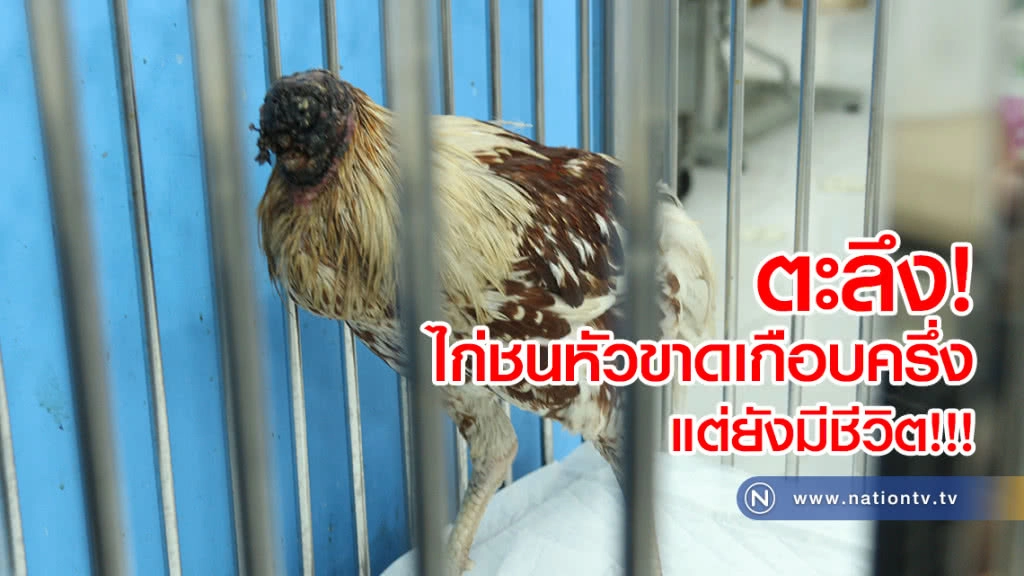 ตะลึง!  พบไก่ชนหัวขาดเกือบครึ่ง แต่ยังมีชีวิต!!!