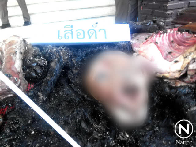 อุทยานฯ แจ้งเพิ่มค่าเสียหาย ล่า "เสือดำ" 12 ล้านบาท