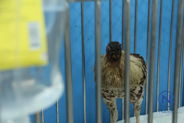 ไก่ชนโกงความตาย หัวขาดแต่ยังมีชีวิต