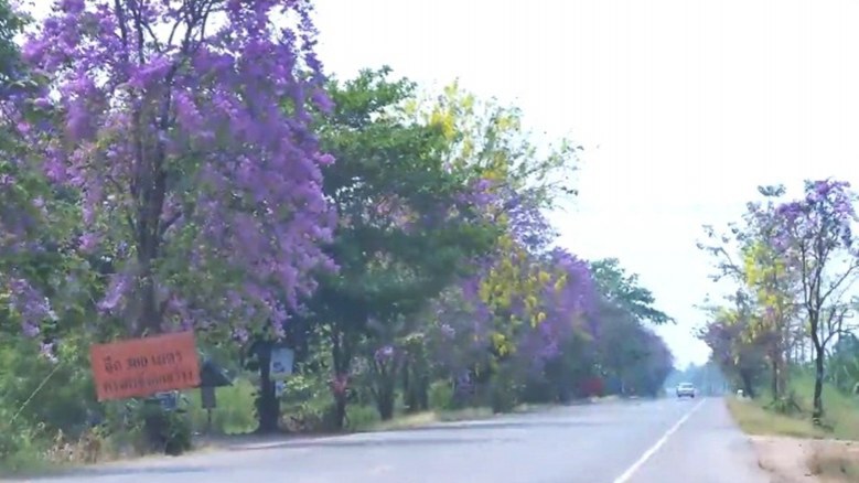 การเดินทางช่วงหน้าร้อน กับ ถนนดอกไม้