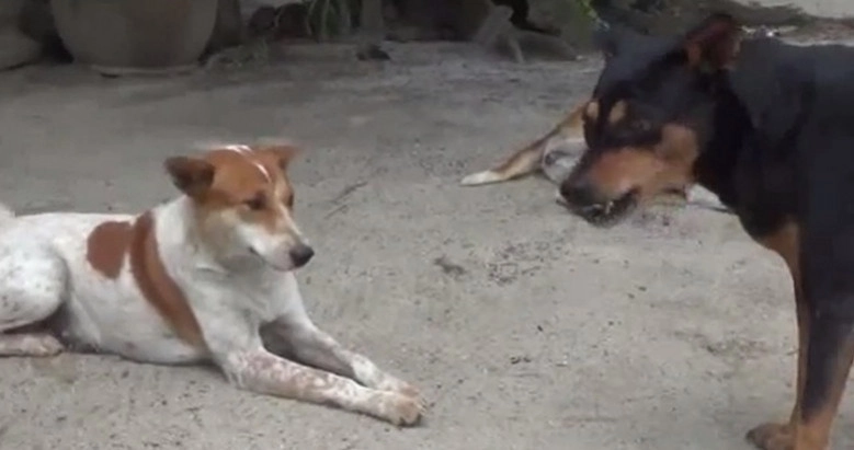 หมาวัดตาย หลังฉีดวัคซีน