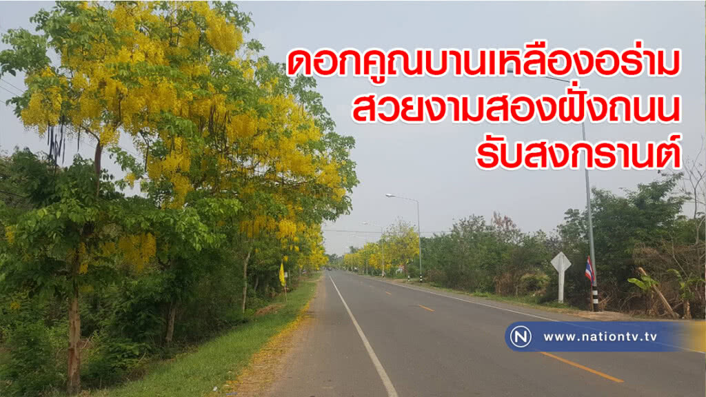 ดอกคูณบานเหลืองอร่ามสวยงามสองฝั่งถนนรับสงกรานต์