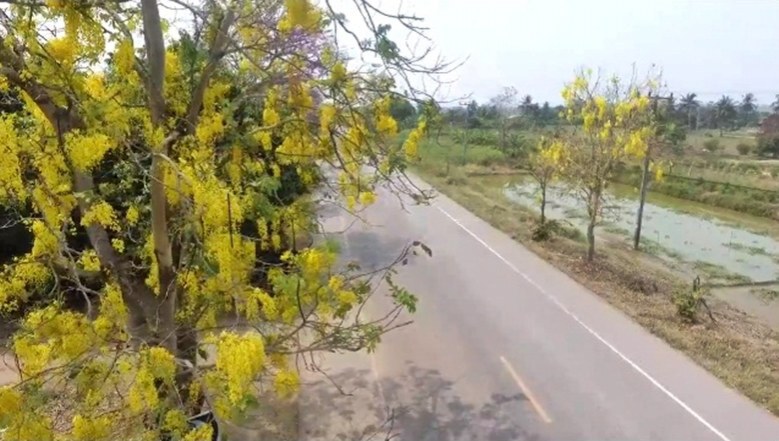การเดินทางช่วงหน้าร้อน กับ ถนนดอกไม้