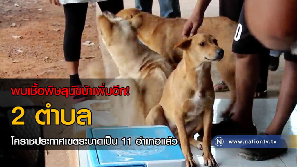 พบเชื้อพิษสุนัขบ้าเพิ่มอีก! 2 ตำบล โคราชประกาศเขตระบาดเป็น 11 อำเภอแล้ว พบเชื้อพิษสุนัขบ้าเพิ่มอีก! 2 ตำบล โคราชประกาศเขตระบาดเป็น 11 อำเภอแล้ว