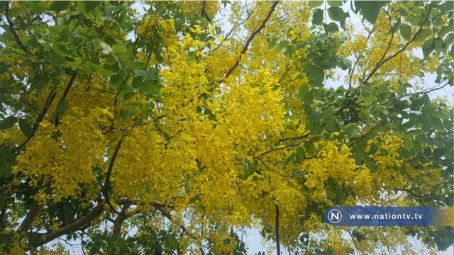 ดอกคูณบานเหลืองอร่ามสวยงามสองฝั่งถนนรับสงกรานต์
