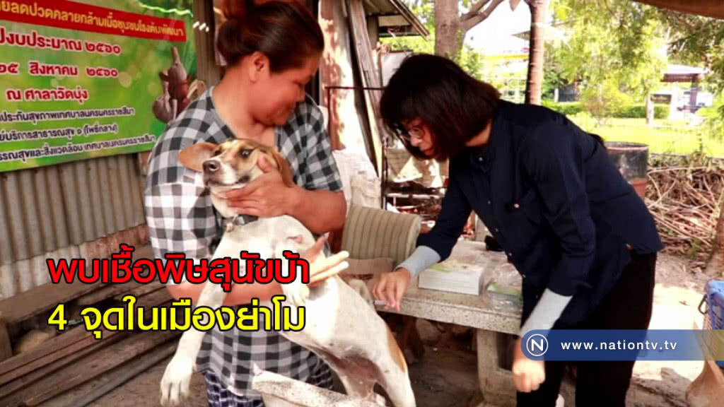 พบเชื้อพิษสุนัขบ้า 4 จุด เมืองย่าโม พบเชื้อพิษสุนัขบ้า 4 จุด เมืองย่าโม