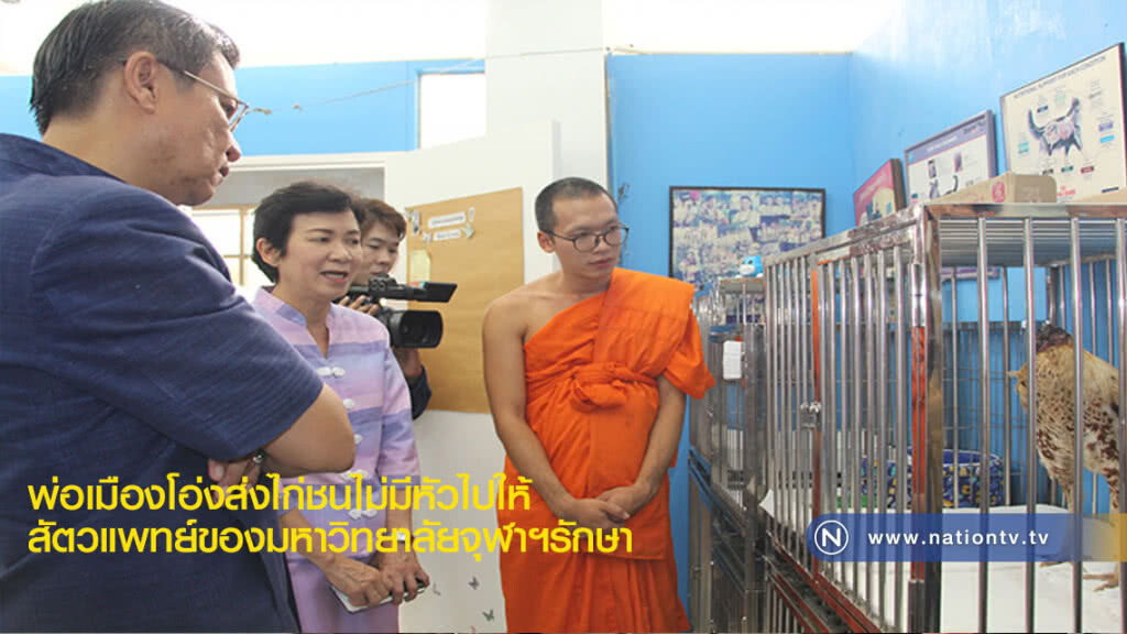 พ่อเมืองโอ่งส่งไก่ชนไม่มีหัวไปให้สัตวแพทย์ของมหาวิทยาลัยจุฬาฯรักษา