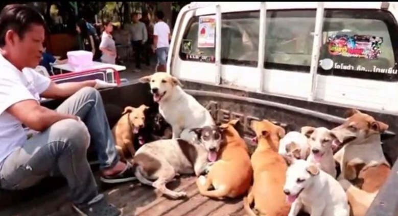 "โคราช" พบเชื้อพิษสุนัขบ้า 4 จุด  
ผู้ว่าฯ สั่งใช้มาตรการเชิงรุก 
จัดเต็มทุกพื้นที่