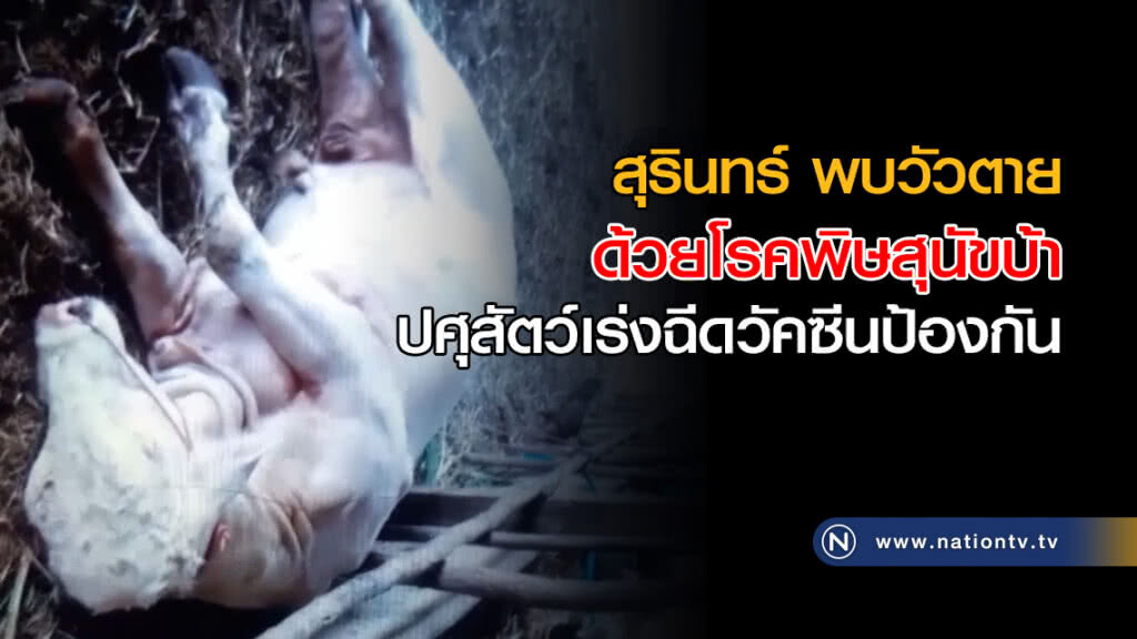 พบวัวตายด้วยโรคพิษสุนัขบ้า ปศุสัตว์เร่งฉีดวัคซีนป้องกัน