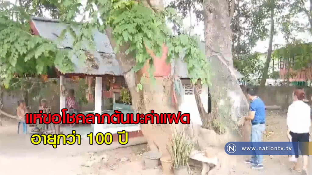 เลขเด็ด ต้นมะค่าแฝด อายุกว่า 100 ปี เลขเด็ด ต้นมะค่าแฝด อายุกว่า 100 ปี